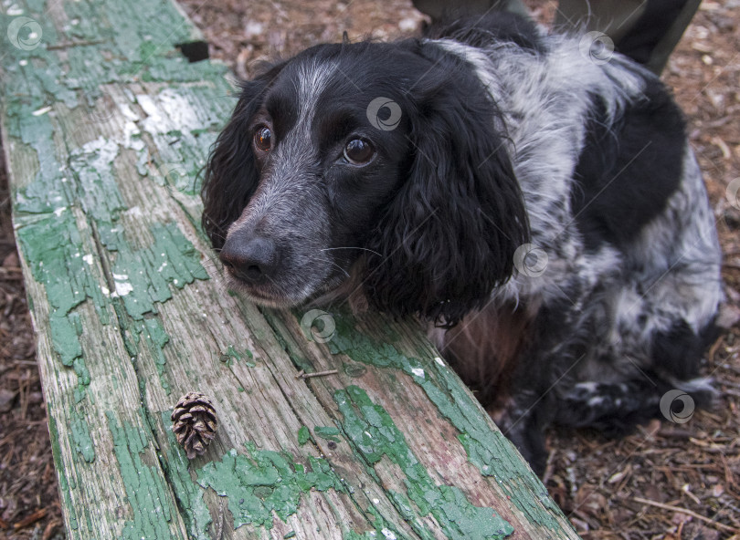 Скачать A sad Russian spaniel. фотосток Ozero