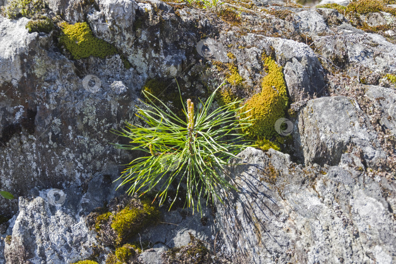 Скачать A small pine on a granite rock. фотосток Ozero