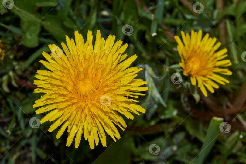 Скачать Dandelions bloom on the lawn in the garden on a warm spring sunny day. фотосток Ozero