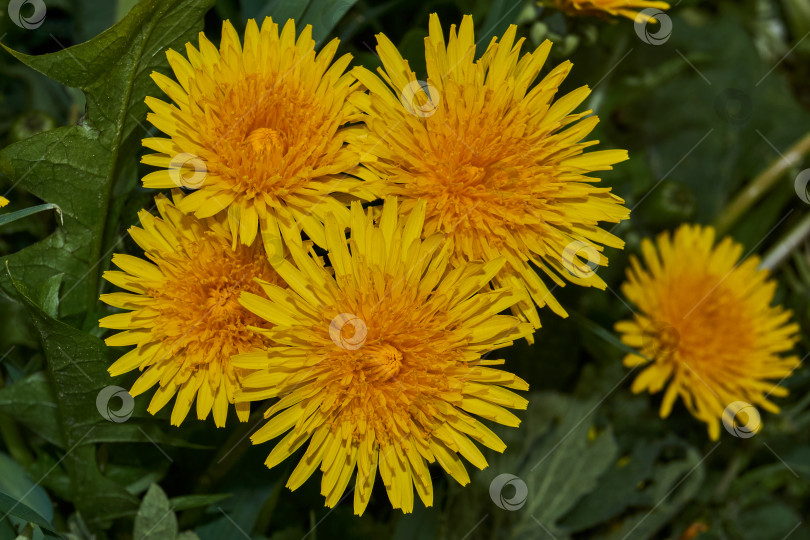 Скачать Dandelions bloom on the lawn in the garden on a warm spring sunny day. фотосток Ozero