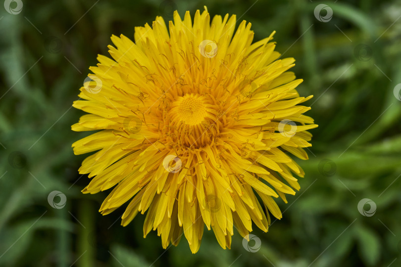 Скачать Dandelions bloom on the lawn in the garden on a warm spring sunny day. фотосток Ozero