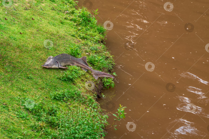 Скачать Big sturgeon is lying on a grassy bank. The fish jumped ashore. Breeding of sturgeon, fisheries. фотосток Ozero