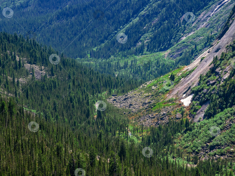 Скачать A large forest area in a mountain valley. Mountain forest lands, national reserve. A mountain valley with an evergreen forest. фотосток Ozero
