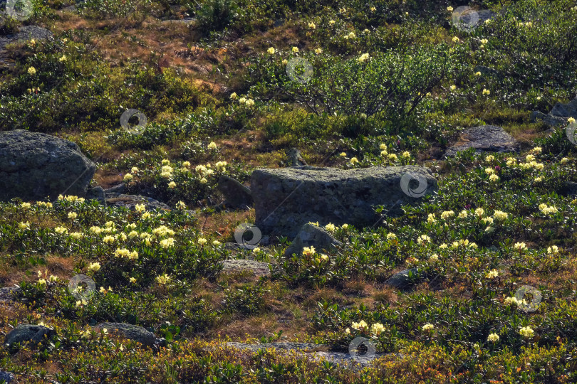 Скачать A rocky mountain meadow with blooming yellow rhododendrons. Natural sunny natural background. фотосток Ozero