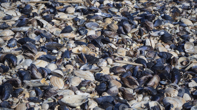 Скачать Abstract natural multicolored background. A close-up of many different seashells is visible. It can be used as a banner or background. Blue white brown shells фотосток Ozero