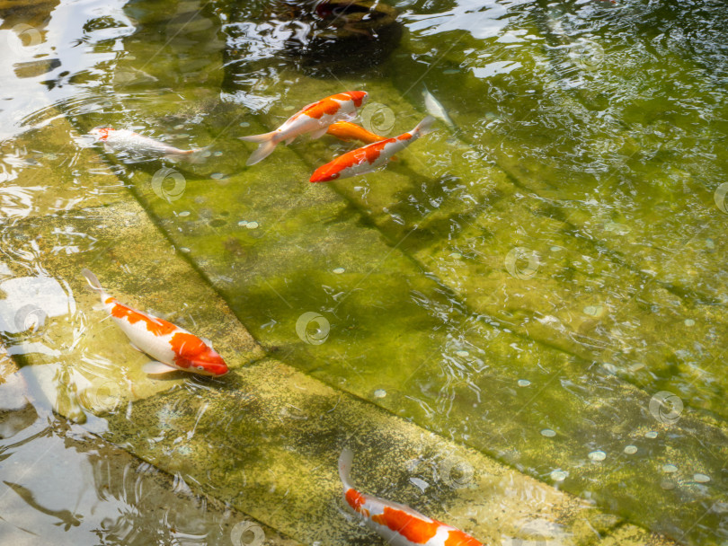 Скачать Multicolored white-orange Japanese carp swims in the water with a greenish tinge in the yellowed artificial pond of the city park. An artificial pond with decorative fish into which coins are thrown фотосток Ozero