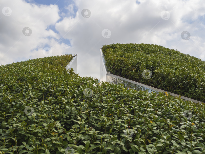 Скачать Landscape design of the garden, bushes stretching into the sky, the summer season in the park. A shrub in a natural design concept favorable for construction фотосток Ozero