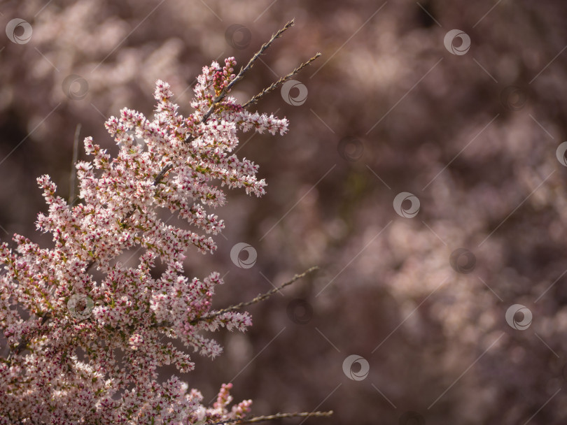 Скачать Spring natural background with space for text. A flowering branch of a shrub covered with small pale pink flowers, a soft blurred background. фотосток Ozero