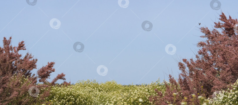 Скачать Framing of branches of flowering tamarisk bushes and a white river of flowers against a blue sky in spring outdoors. Pink and white flowers of soft focus, a dreamy romantic image of spring nature фотосток Ozero