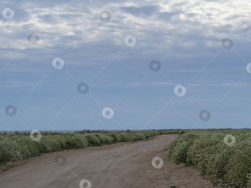 Скачать Sandy dirt road among flowering vegetation on the background of a blue sky with clouds. Nature landscape in the nature reserve фотосток Ozero