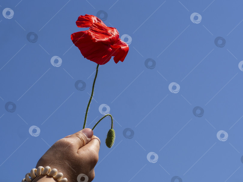 Скачать A girl's hand holding a red poppy flower against a bright blue sky фотосток Ozero