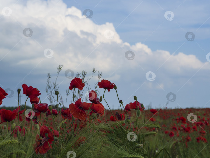 Скачать Red poppies and wheat ears on the background of a blue sky with clouds. There are many poppy flowers in a wheat field. Beautiful spring greeting card фотосток Ozero