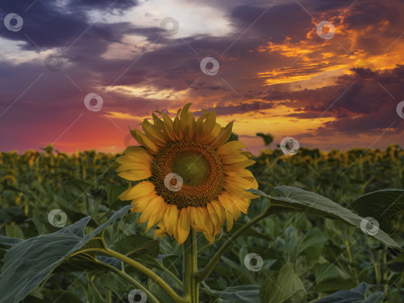 Скачать A beautiful sunflower flower on the background of a colorful sky in the evening light of a summer sunset.  Natural background. A beautiful sunset over a sunflower field. A place to copy фотосток Ozero