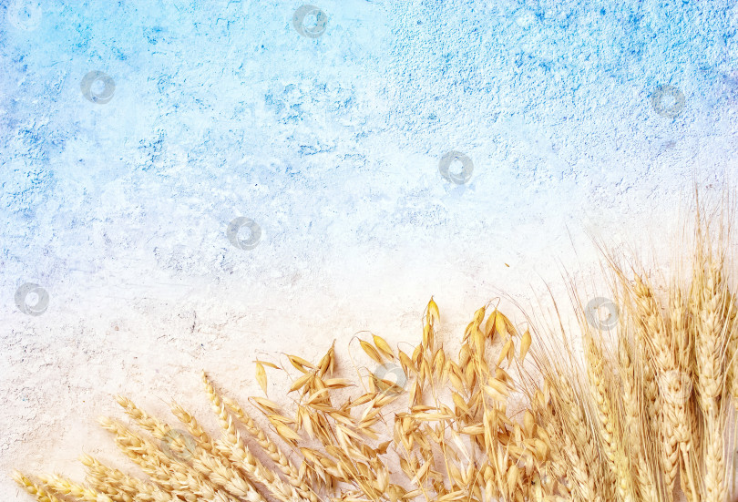 Скачать Фон с зернами пшеницы на бело-голубом фоне. фотосток Ozero