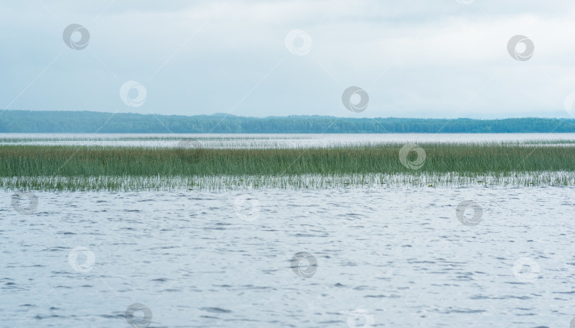 Скачать natural landscape, vast shallow lake with reed banks on a rainy day фотосток Ozero