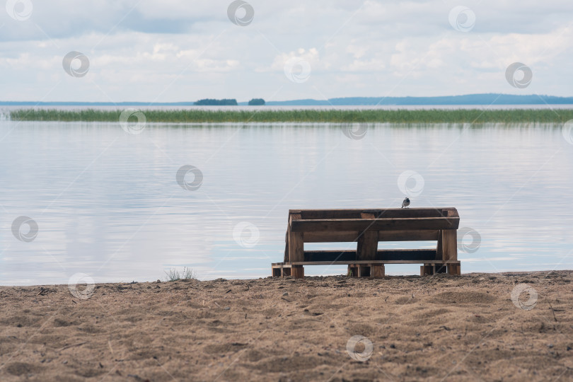 Скачать bird sitting on a bench made of old pallets on a sandy shore of a vast lake фотосток Ozero