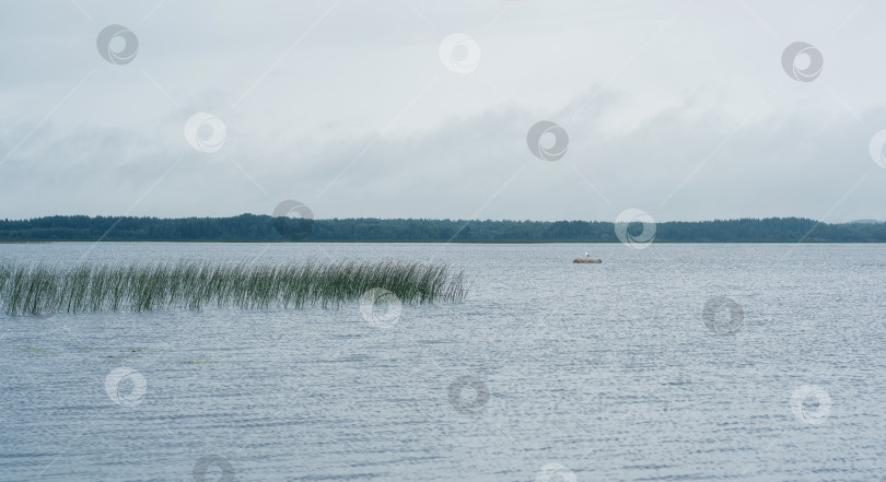 Скачать natural landscape, vast shallow lake with reed banks on a rainy day фотосток Ozero