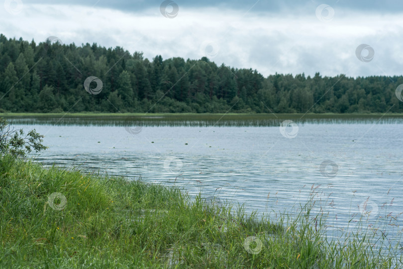 Скачать natural landscape, grassy shore of lake with reed banks on a cloudy day фотосток Ozero