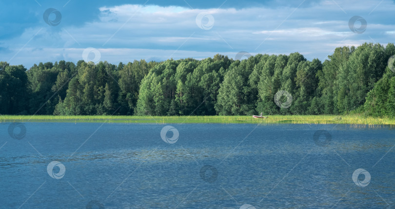 Скачать wooded shore of lake with reedbeds on a sunny day, a fishing boat is visible in the reeds фотосток Ozero