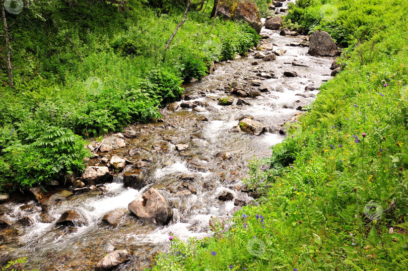 Скачать A shallow river with a rocky bottom flows in a swift stream from the mountains through the summer morning forest. фотосток Ozero