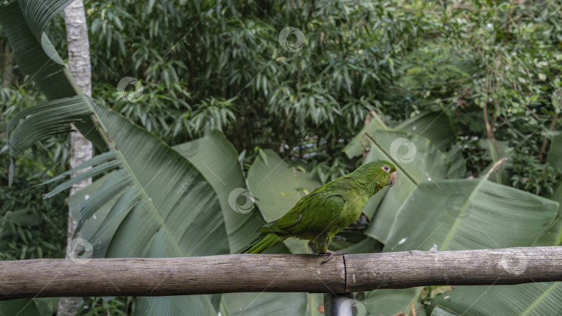 Скачать A bright green parrot Amazona albifrons фотосток Ozero