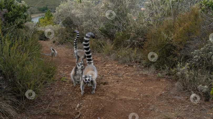 Скачать A group of adorable Lemurs catta фотосток Ozero