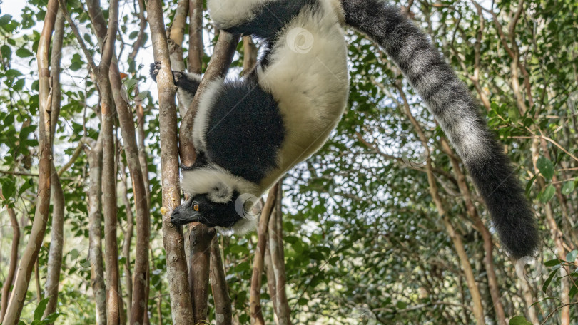 Скачать The black and white fluffy lemur Vari фотосток Ozero