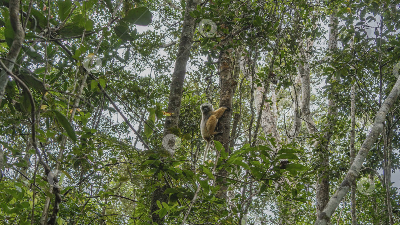 Скачать A sifaka lemur sits high on a tree trunk in a rain forest. фотосток Ozero