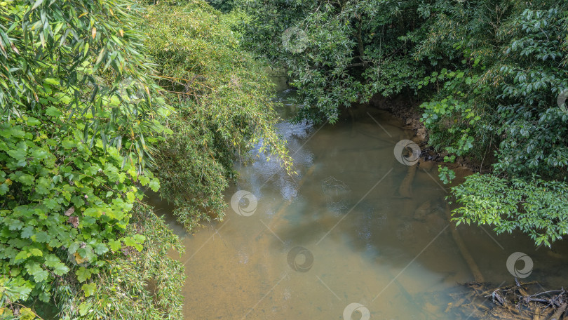 Скачать A calm river in a tropical rain forest. фотосток Ozero