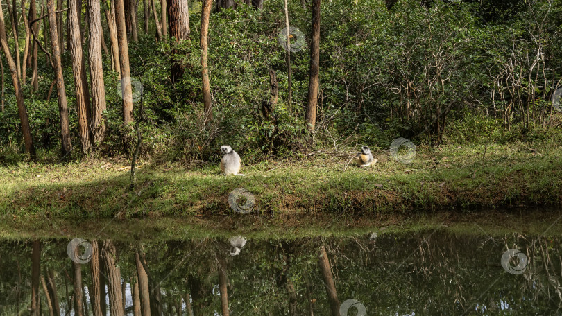 Скачать Fluffy sifaka lemurs sit on the riverbank фотосток Ozero