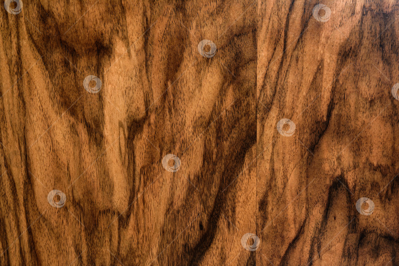 Скачать Brown Beige Texture of stained oak wood with grain, fragment of a wooden panel hardwood. surface bark is used as natural background, web page, board, table. Contrasts and symmetries. Space for text. фотосток Ozero