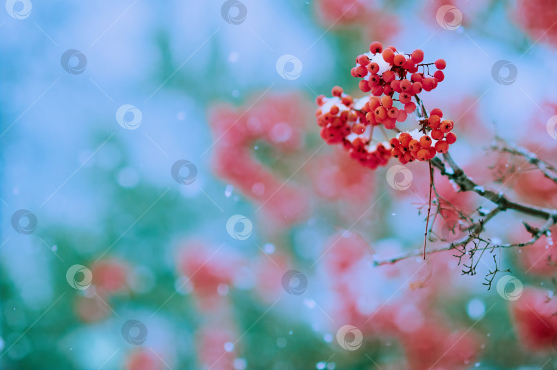 Скачать Abstract blurred background. A branch of bright orange rowan against the background of an evergreen spruce and a blue sky during a snowfall. фотосток Ozero