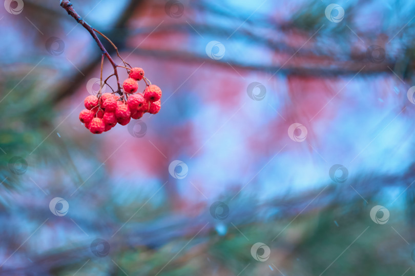 Скачать Abstract blurred background. A branch of bright orange rowan against the background of an evergreen spruce and a blue sky during a snowfall. Ripe frozen autumn berries фотосток Ozero