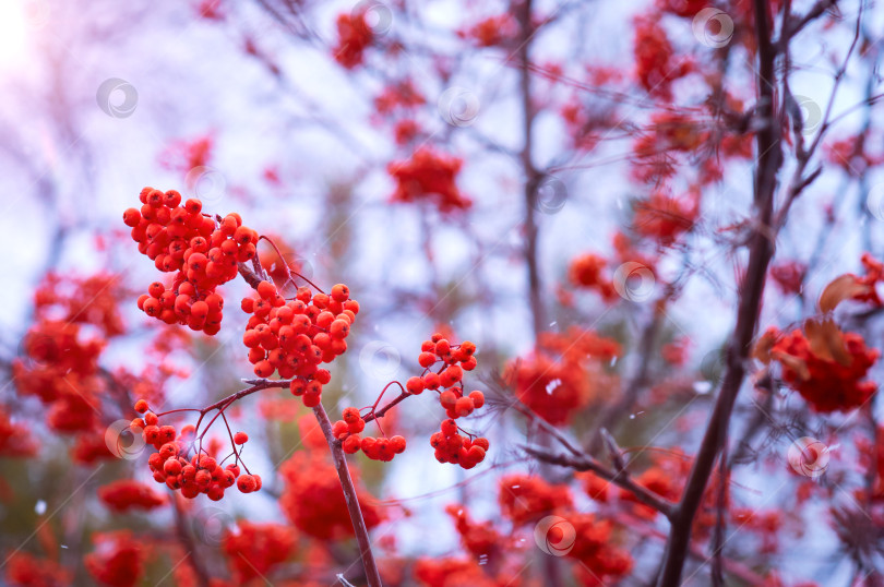 Скачать Rowan bushes during the beginning of a snowfall. Lots of berries. Selective focus фотосток Ozero