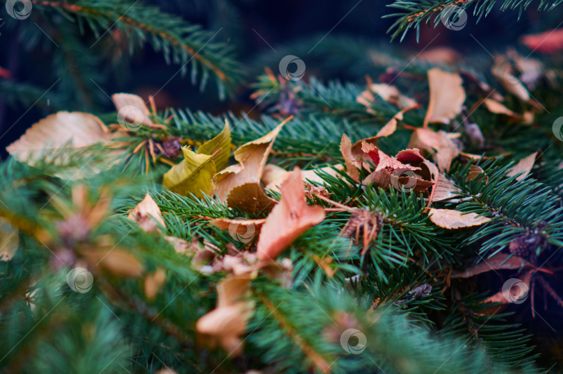 Скачать Dry autumn leaves lie on a spruce branch at the end of autumn. Early winter. фотосток Ozero