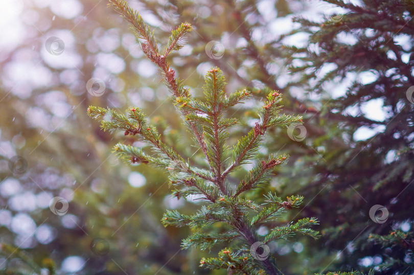 Скачать Abstract natural background of fir branches at the beginning of a snowfall. фотосток Ozero