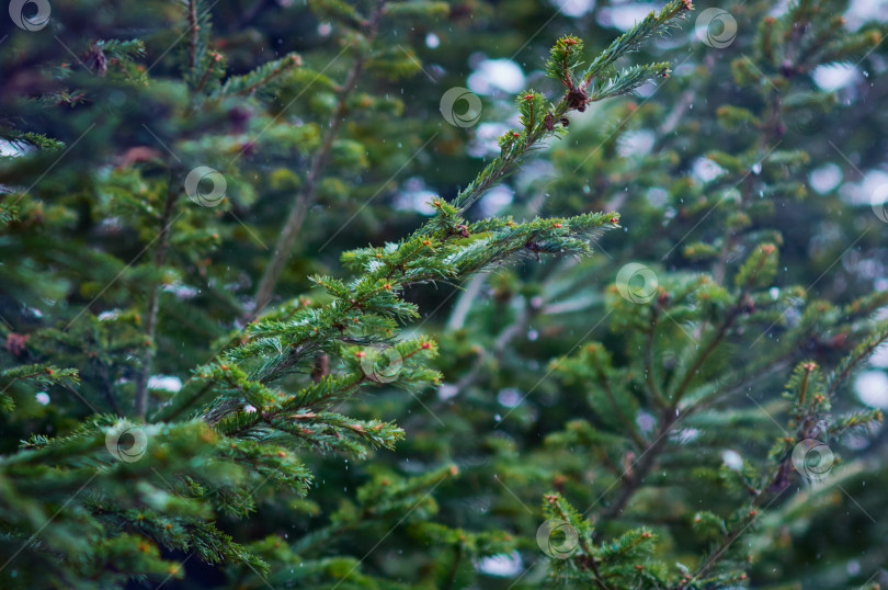 Скачать Fir branches during a snowfall. Winter green christmas background. фотосток Ozero