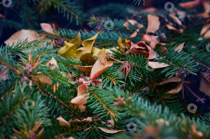 Скачать Dry autumn leaves lie on a spruce branch at the end of autumn. Early winter. фотосток Ozero