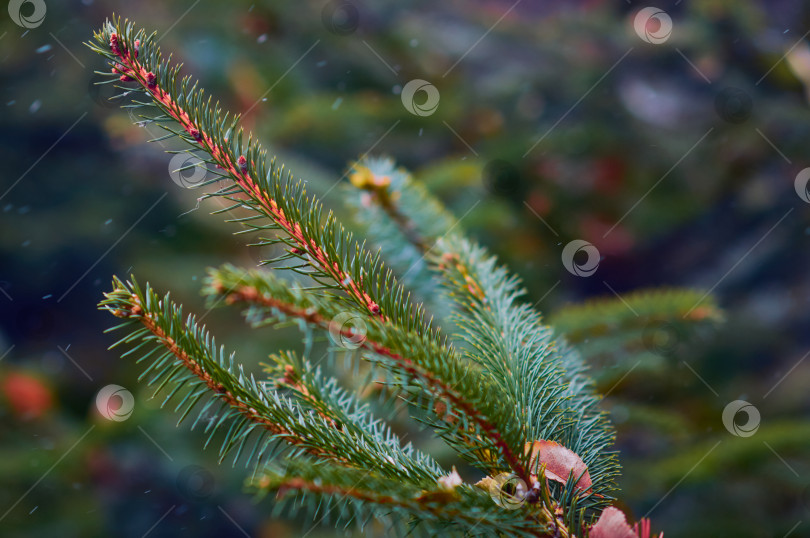 Скачать Dry autumn leaves lie on a spruce branch at the end of autumn. фотосток Ozero