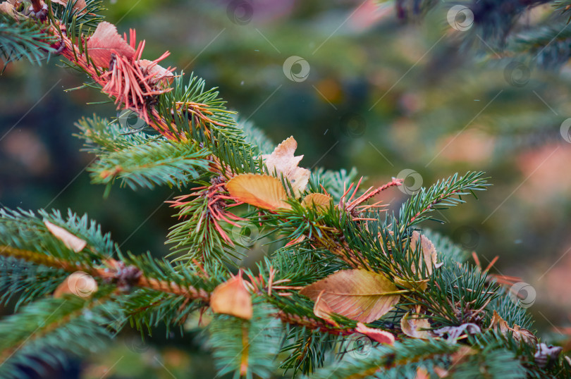 Скачать Dry autumn leaves lie on a spruce branch at the end of autumn. Early winter. фотосток Ozero