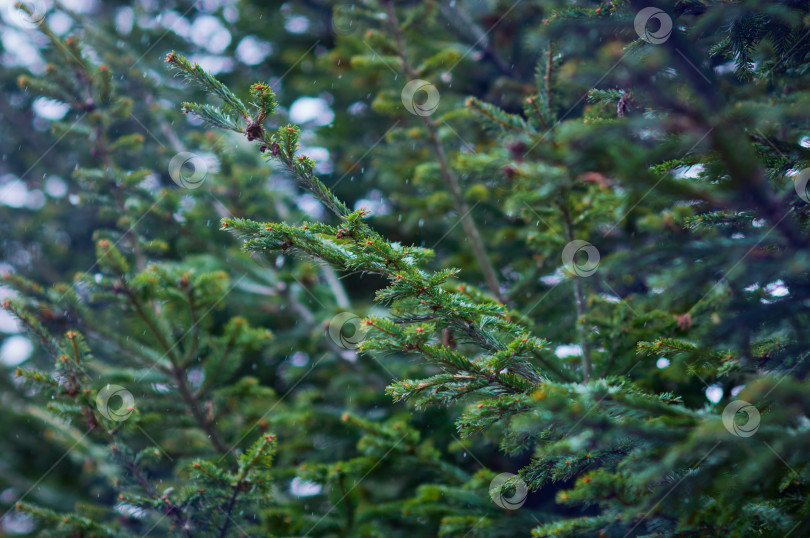 Скачать Fir branches during a snowfall. Winter green christmas background. фотосток Ozero