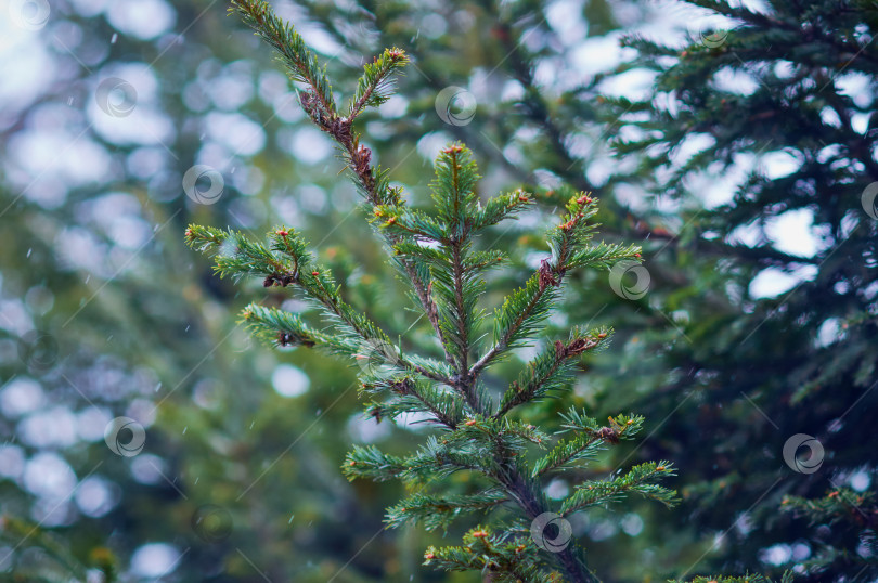 Скачать Fir branches during a snowfall. Winter green christmas background. фотосток Ozero