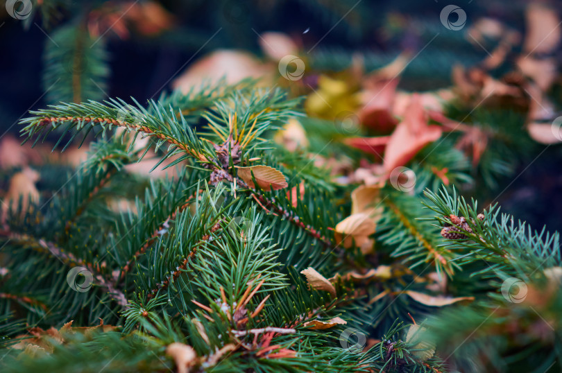 Скачать Dry autumn leaves lie on a spruce branch at the end of autumn. фотосток Ozero