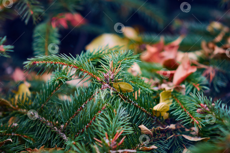 Скачать Dry autumn leaves lie on a spruce branch at the end of autumn. Early winter. фотосток Ozero
