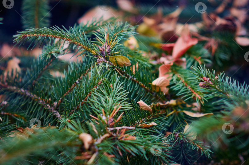 Скачать Dry autumn leaves lie on a spruce branch at the end of autumn. фотосток Ozero