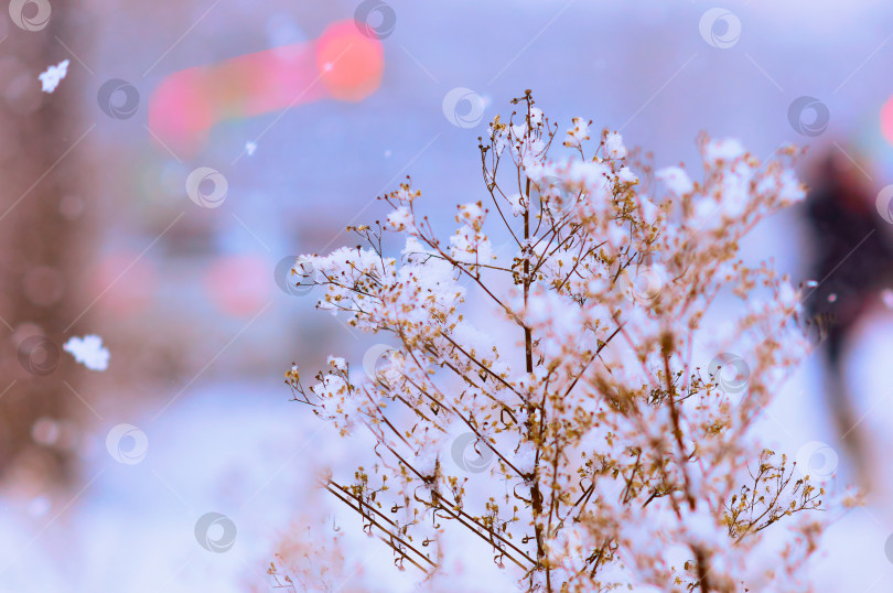 Скачать Abstract blurred background. Snowfall in the urban environment. Dry plant and snowflakes in the foreground. City lights and cars in blur. фотосток Ozero