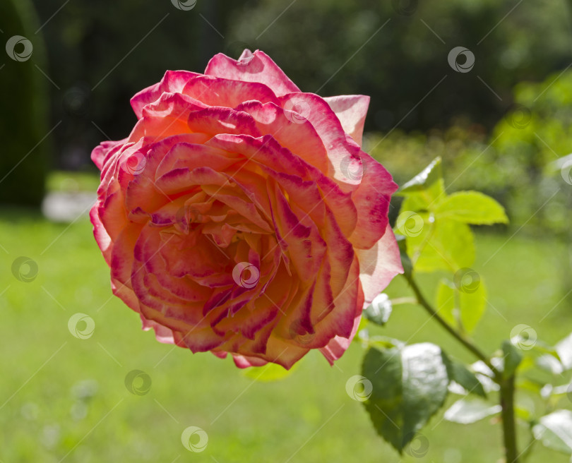 Скачать Beautiful blooming rose. фотосток Ozero
