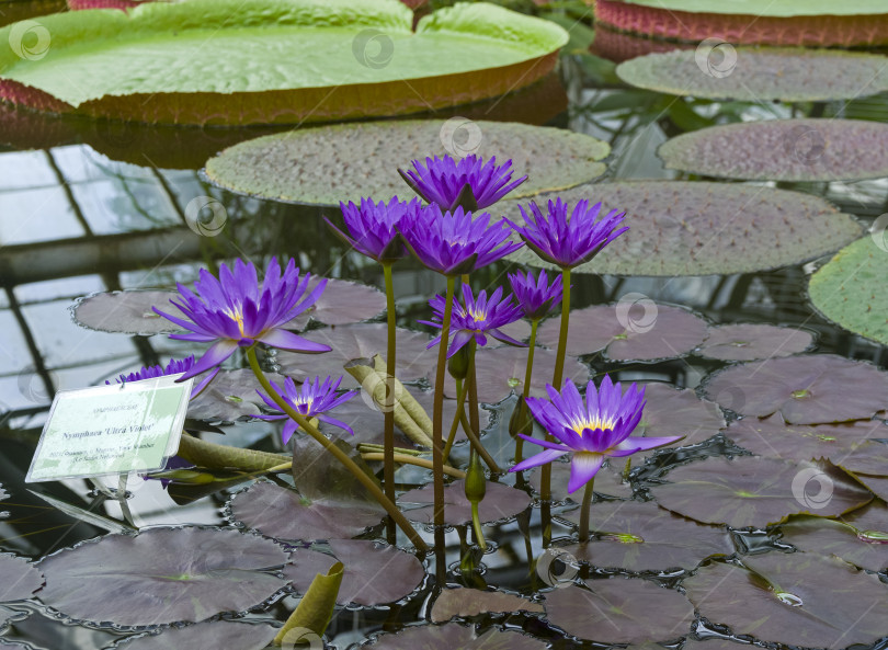 Скачать Blooming lily of the "Ultra Violet" variety. фотосток Ozero