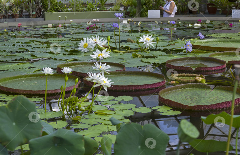 Скачать Blooming multi-colored tropical lilies in the water greenhouse. фотосток Ozero