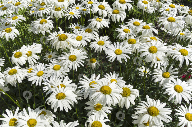 Скачать Blooming daisies. фотосток Ozero